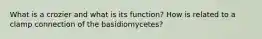 What is a crozier and what is its function? How is related to a clamp connection of the basidiomycetes?