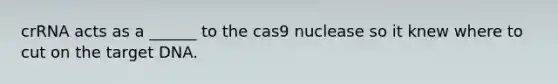 crRNA acts as a ______ to the cas9 nuclease so it knew where to cut on the target DNA.