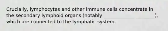 Crucially, lymphocytes and other immune cells concentrate in the secondary lymphoid organs (notably _____________ ________), which are connected to the lymphatic system.