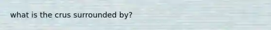 what is the crus surrounded by?