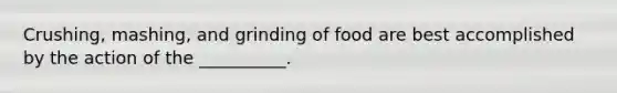 Crushing, mashing, and grinding of food are best accomplished by the action of the __________.