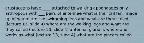 crustaceans have ____ attached to walking appendages only arthropods with ___ pairs of antennae what is the "tail fan" made up of where are the swimming legs and what are they called (lecture 13, slide 4) where are the walking legs and what are they called (lecture 13, slide 4) antennal gland is where and works as what (lecture 13, slide 4) what are the pincers called