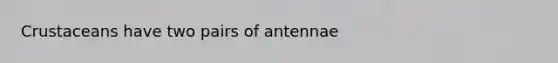 Crustaceans have two pairs of antennae