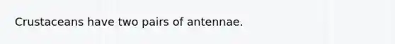 Crustaceans have two pairs of antennae.