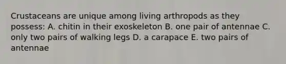 Crustaceans are unique among living arthropods as they possess: A. chitin in their exoskeleton B. one pair of antennae C. only two pairs of walking legs D. a carapace E. two pairs of antennae