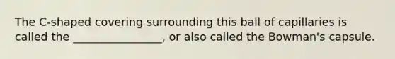 The C-shaped covering surrounding this ball of capillaries is called the ________________, or also called the Bowman's capsule.