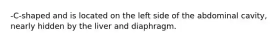 -C-shaped and is located on the left side of the abdominal cavity, nearly hidden by the liver and diaphragm.