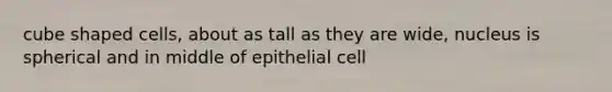 cube shaped cells, about as tall as they are wide, nucleus is spherical and in middle of epithelial cell