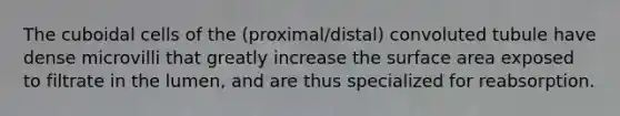 The cuboidal cells of the (proximal/distal) convoluted tubule have dense microvilli that greatly increase the surface area exposed to filtrate in the lumen, and are thus specialized for reabsorption.