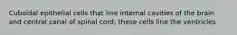 Cuboidal epithelial cells that line internal cavities of the brain and central canal of spinal cord; these cells line the ventricles