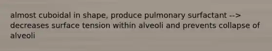 almost cuboidal in shape, produce pulmonary surfactant --> decreases surface tension within alveoli and prevents collapse of alveoli