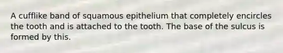 A cufflike band of squamous epithelium that completely encircles the tooth and is attached to the tooth. The base of the sulcus is formed by this.