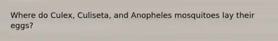 Where do Culex, Culiseta, and Anopheles mosquitoes lay their eggs?