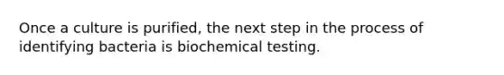 Once a culture is purified, the next step in the process of identifying bacteria is biochemical testing.