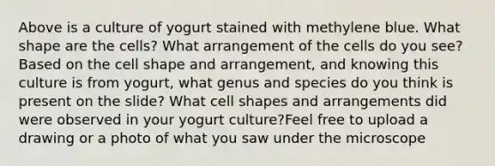 Above is a culture of yogurt stained with methylene blue. What shape are the cells? What arrangement of the cells do you see? Based on the cell shape and arrangement, and knowing this culture is from yogurt, what genus and species do you think is present on the slide? What cell shapes and arrangements did were observed in your yogurt culture?Feel free to upload a drawing or a photo of what you saw under the microscope