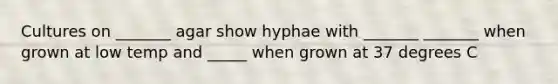 Cultures on _______ agar show hyphae with _______ _______ when grown at low temp and _____ when grown at 37 degrees C