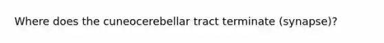 Where does the cuneocerebellar tract terminate (synapse)?