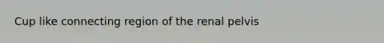 Cup like connecting region of the renal pelvis