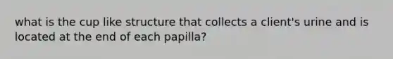 what is the cup like structure that collects a client's urine and is located at the end of each papilla?