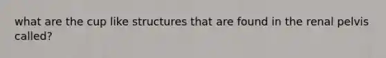 what are the cup like structures that are found in the renal pelvis called?