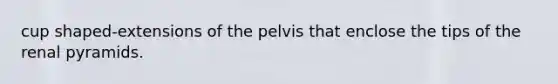 cup shaped-extensions of the pelvis that enclose the tips of the renal pyramids.