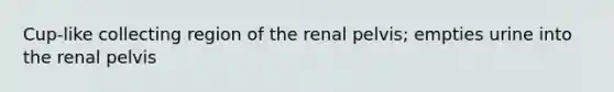 Cup-like collecting region of the renal pelvis; empties urine into the renal pelvis