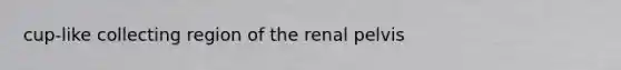 cup-like collecting region of the renal pelvis