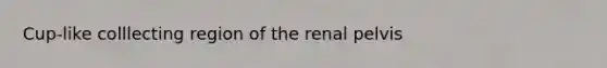 Cup-like colllecting region of the renal pelvis