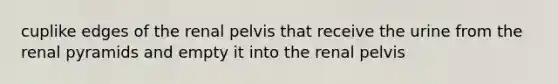 cuplike edges of the renal pelvis that receive the urine from the renal pyramids and empty it into the renal pelvis