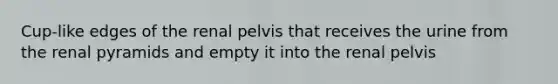 Cup-like edges of the renal pelvis that receives the urine from the renal pyramids and empty it into the renal pelvis