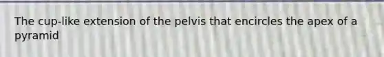 The cup-like extension of the pelvis that encircles the apex of a pyramid