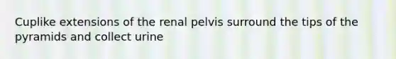 Cuplike extensions of the renal pelvis surround the tips of the pyramids and collect urine