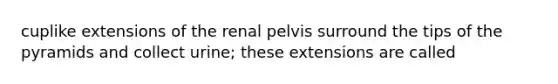 cuplike extensions of the renal pelvis surround the tips of the pyramids and collect urine; these extensions are called