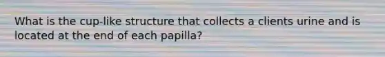 What is the cup-like structure that collects a clients urine and is located at the end of each papilla?