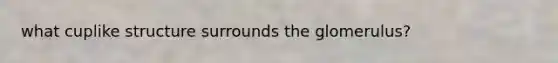 what cuplike structure surrounds the glomerulus?