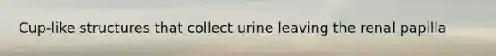 Cup-like structures that collect urine leaving the renal papilla