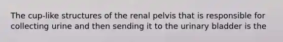 The cup-like structures of the renal pelvis that is responsible for collecting urine and then sending it to the urinary bladder is the