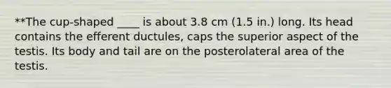 **The cup-shaped ____ is about 3.8 cm (1.5 in.) long. Its head contains the efferent ductules, caps the superior aspect of the testis. Its body and tail are on the posterolateral area of the testis.