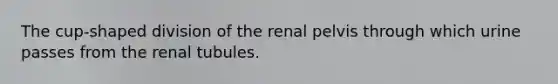 The cup-shaped division of the renal pelvis through which urine passes from the renal tubules.