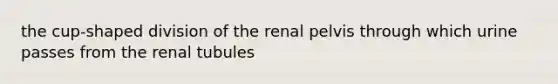 the cup-shaped division of the renal pelvis through which urine passes from the renal tubules