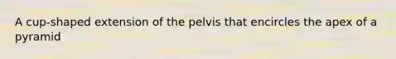 A cup-shaped extension of the pelvis that encircles the apex of a pyramid