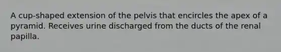 A cup-shaped extension of the pelvis that encircles the apex of a pyramid. Receives urine discharged from the ducts of the renal papilla.