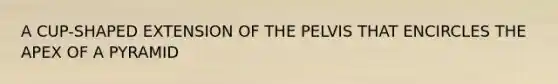 A CUP-SHAPED EXTENSION OF THE PELVIS THAT ENCIRCLES THE APEX OF A PYRAMID