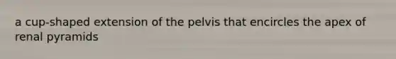 a cup-shaped extension of the pelvis that encircles the apex of renal pyramids