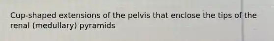 Cup-shaped extensions of the pelvis that enclose the tips of the renal (medullary) pyramids