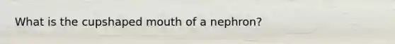 What is the cupshaped mouth of a nephron?