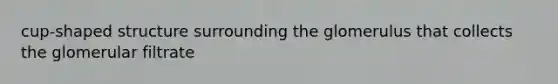 cup-shaped structure surrounding the glomerulus that collects the glomerular filtrate