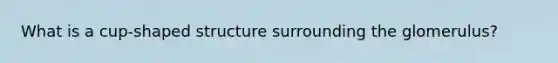What is a cup-shaped structure surrounding the glomerulus?