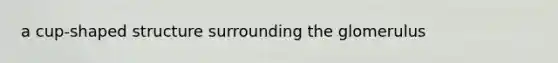 a cup-shaped structure surrounding the glomerulus