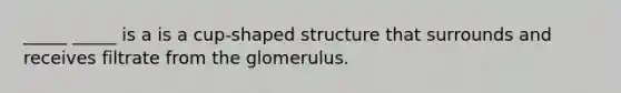 _____ _____ is a is a cup-shaped structure that surrounds and receives filtrate from the glomerulus.